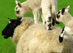 Lambing – Fostering, Docking and Castration