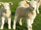 Lambing: The Basics