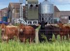 Livestock Building Improvement