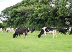 Dairy cow fertility added to Farming Connect animal health training workshops