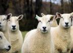 Nervous Diseases in Sheep