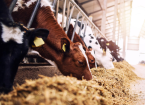Nutrition disorders in dairy cows