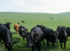 Sustainable Farming - Protecting and Enhancing Farm Ecosystems
