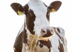 Respiratory Disease in Cattle