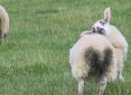 Sheep Parasite Control