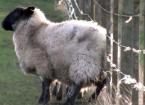 Sheep Parasite Control Part 2