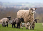 Seasonal Reproduction in Ewes