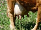 Selective Dry Cow Therapy (SDCT)