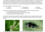 Technical advice sheet- Promoting Beneficials