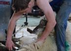 Advanced Sheep Shearing