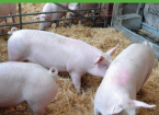Animal Health - pigs