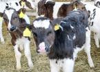 Calf Management, Health and Housing (for both beef and dairy sectors)