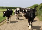 Cattle Mobility Scoring