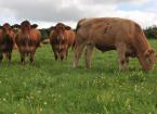 cattle grazing 2 0