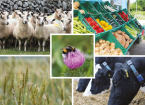 EIP Wales - Collaborating for rural success