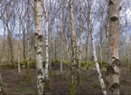 Tapping and post-harvest processing of Welsh birch sap