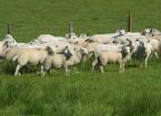 ntroduction to Worm Control and Faecal Egg Counting for Sheep Producers