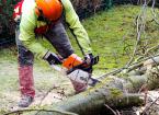 Felling and Processing Trees over 380mm