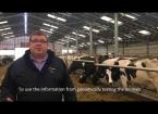 EIP Wales - Genomic testing on dairy herd