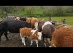 Wales Farming Conference - Ger Dineen (Seperating calves from cows, with cows going out to grass)