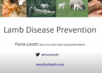 Lamb disease prevention