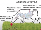 lungworm in cattle