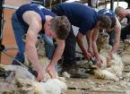 machine sheep shearing