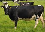 Mastitis – Selective Dry Cow Therapy