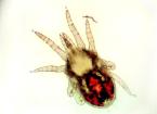 poultry red mite 