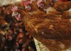 Poultry Welfare (Poultry Passport) Level 3