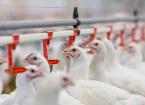 Preparing for IPPC Regulations (Poultry Industry)