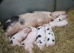 reducing pre weaning pig mortality rates image
