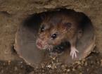 Rodent Control on Farms