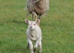 running lamb