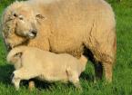 Seasonal Reproduction in Ewes