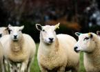  Breeding sheep for lower methane emissions 