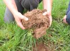 soil root structure 3