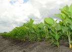 soybean crop tech article 0