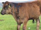 Trace Elements in Cattle