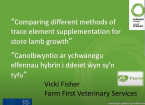 A focus on trace elements supplementation in growing lambs