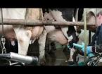 An update on Goldsland farm from Imogen Ward, Dairy Technical Officer