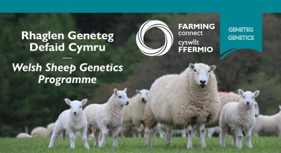 Welsh Sheep Genetics Programme