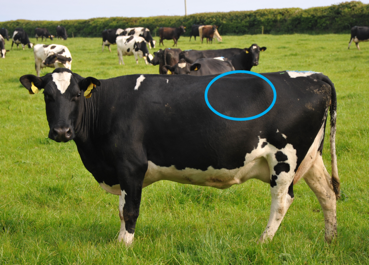 Rumen fill scoring for monitoring health in dairy cows Farming Connect