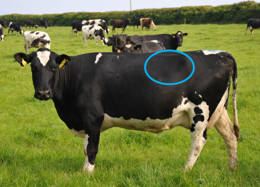 Rumen fill scoring for monitoring health in dairy cows | Farming Connect