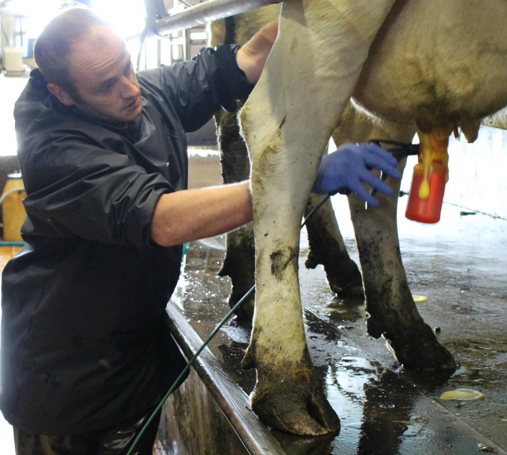 New dry cow management system helps makes savings and cut antibiotic