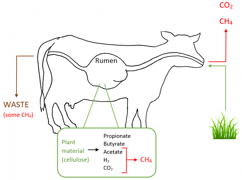 A Small But Deadly Greenhouse Gas: How To Reduce Methane Emissions From ...