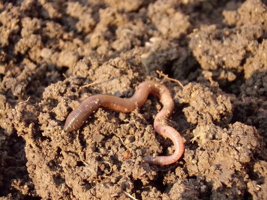 Better Soil Management Soil Biology Farming Connect