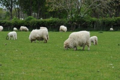 Implementing advanced nutritional management in the Welsh sheep industry