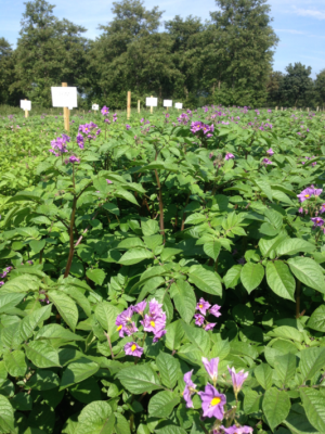 Potato blight control using components of indigenous non food waste plants