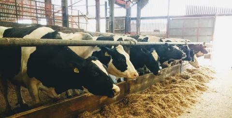 Feeding postpartum cows successfully - All About Feed